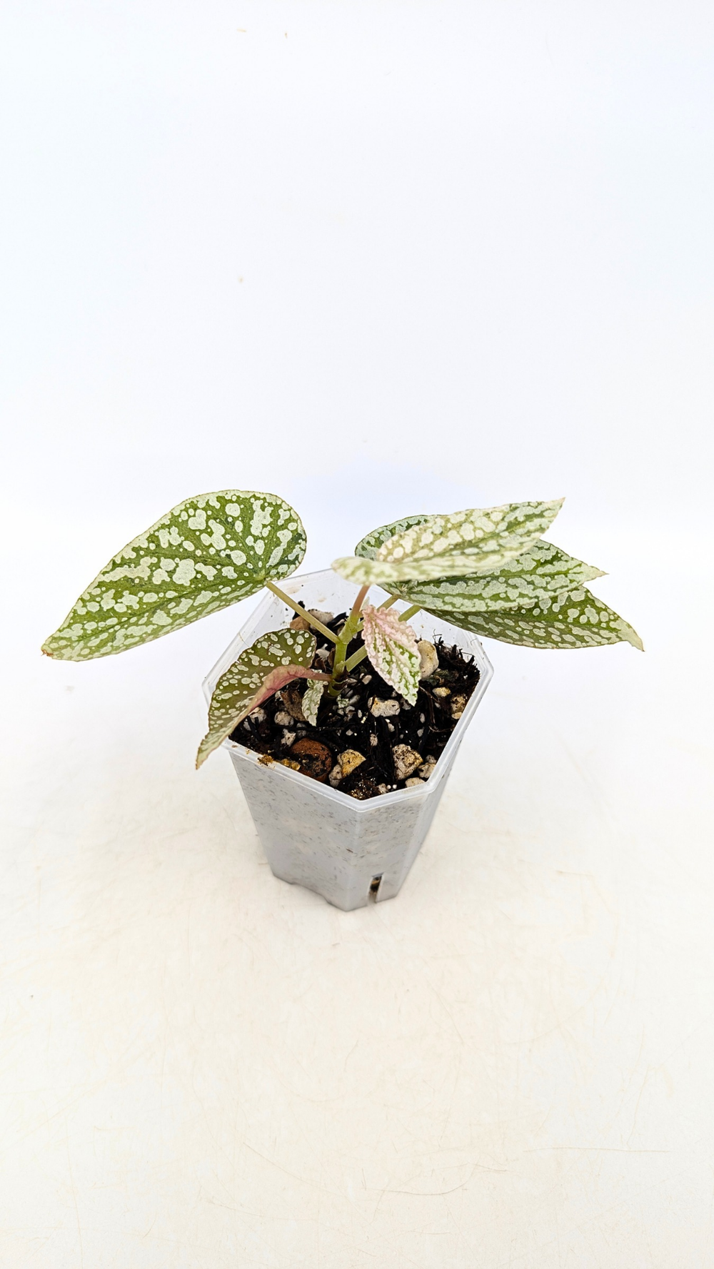 Begonia Snow Capped Pink Variegated — The Leaf Gallery